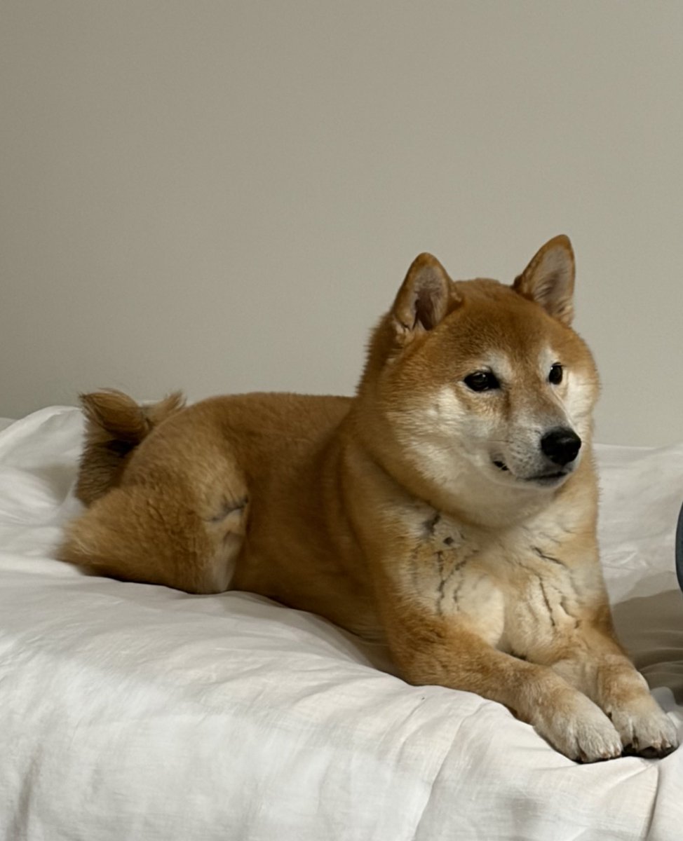 アサリ (@asari_poke) / Posts / X