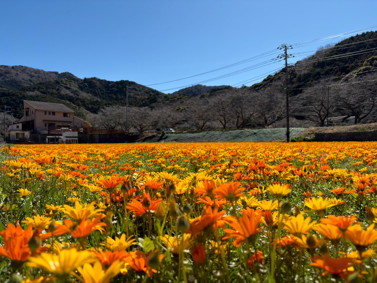 全国の花の見頃をリアルタイムでお届け ＼ 🌸静岡県 #松崎町 🌼田んぼ