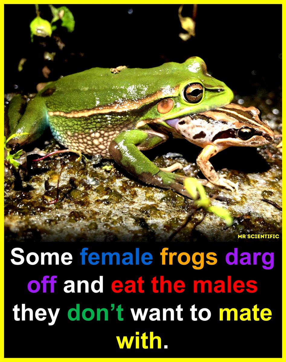 ScientificMr's tweet photo. 🐸 During breeding season, male frogs often cling tightly to females in a position called amplexus. 
Sometimes multiple males try to grab the same female, which can turn into chaotic competition. In rare cases, a much larger female may end up eating a smaller male if he becomes easy prey during the struggle. 
It’s less about “rejecting a mate” and more about opportunistic feeding in the middle of the frenzy.