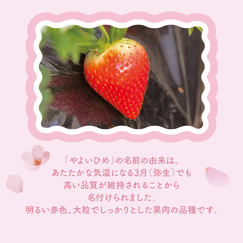 いちごまろん様 追加 このタイミングで 幸せになるには ヒロファームさんへ行く