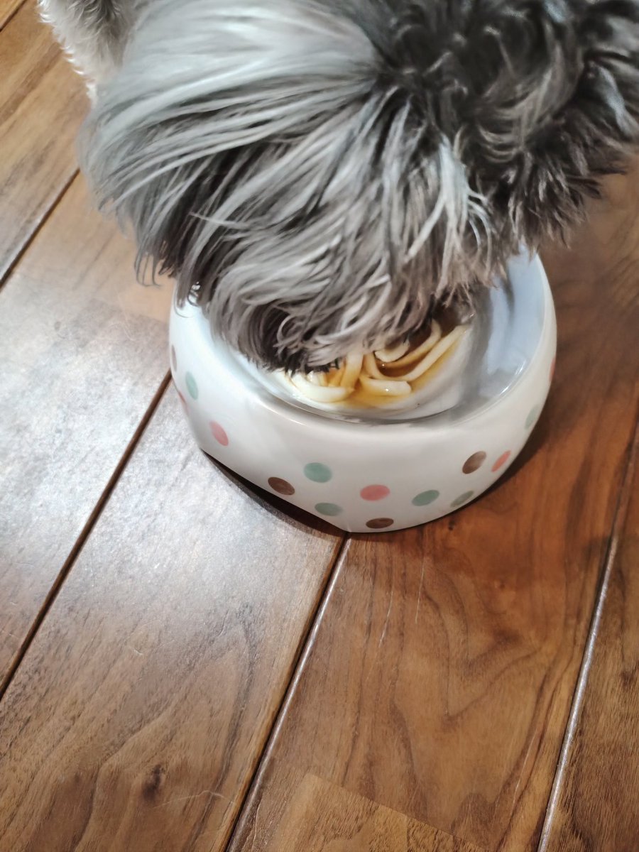 犬用うどん。
香川土産を遅くなったけどいつかにも。
待てが遠い笑
ちなみに食べてるところは2回目にあげた時のです✌

#ミニチュアシュナウザー
