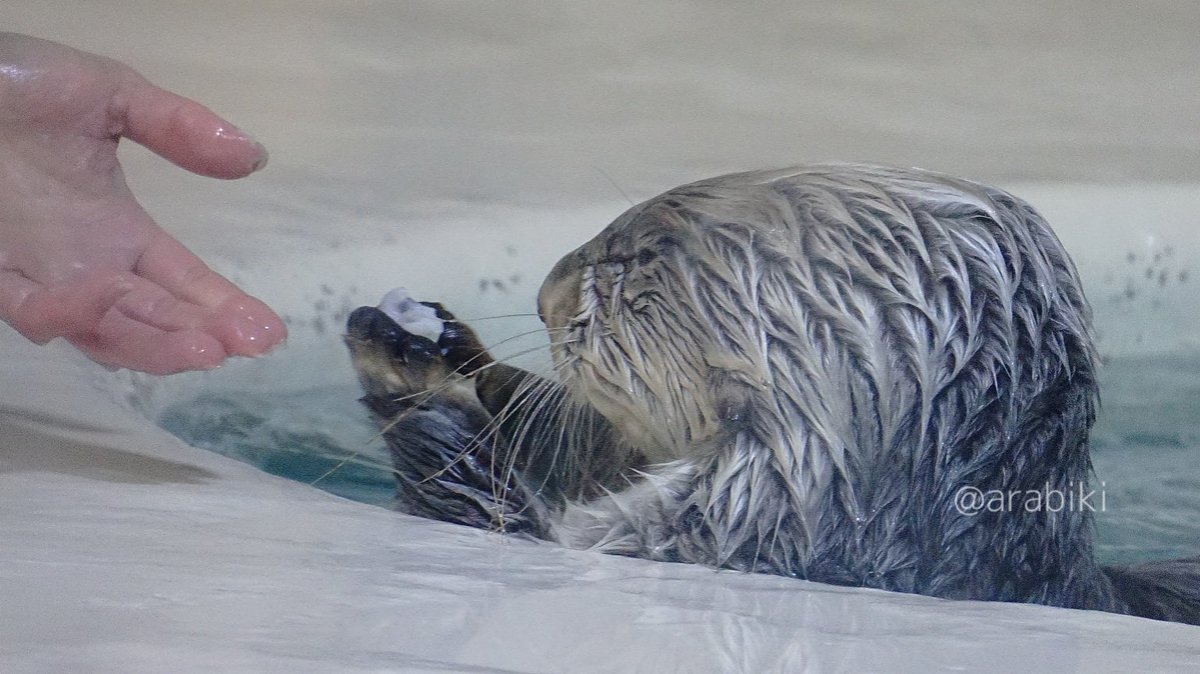 arabiki329's tweet photo. 軟骨にご不満なキラちゃん
#キラちゃん #鳥羽水族館 #ラッコ https://t.co/qvK9tCR0HP