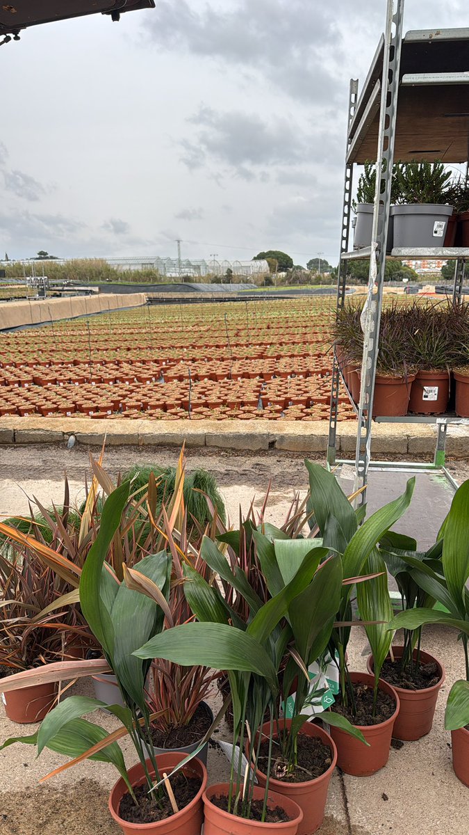 Pep Espelt tweet media