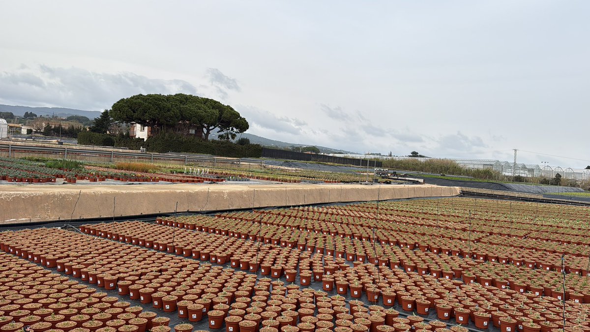 Pep Espelt tweet media