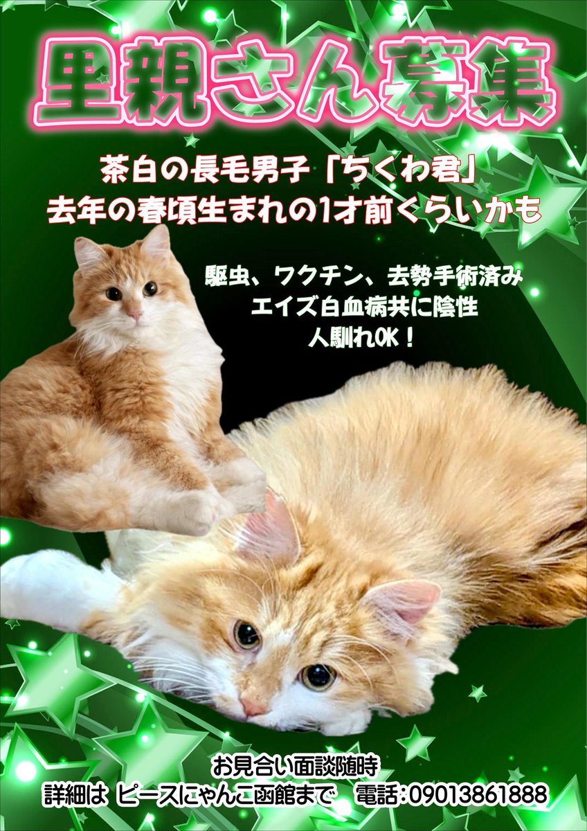 ピースにゃんこ函館＠うめこBB tweet media