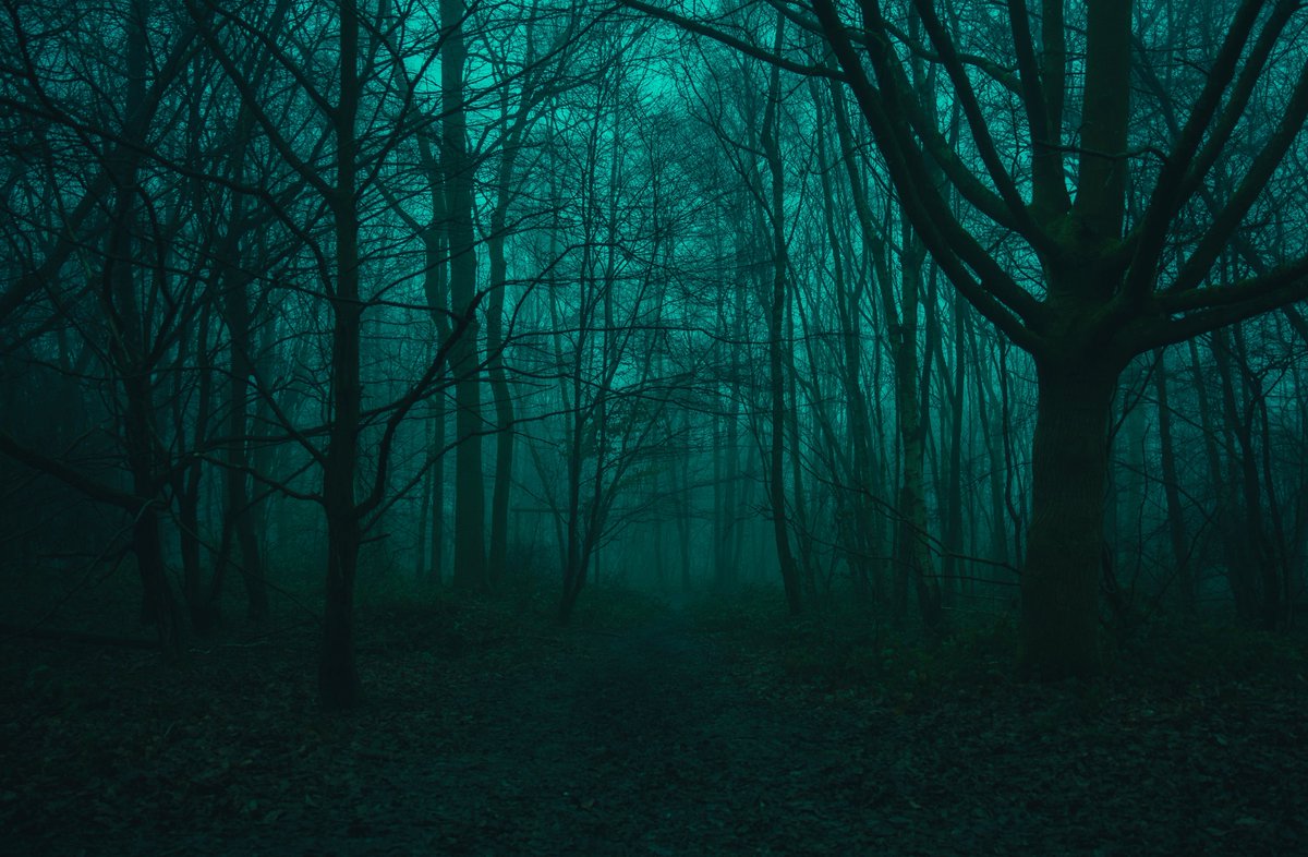 zosphotos's tweet photo. Foggy moments in green https://t.co/OHgYwKF37g