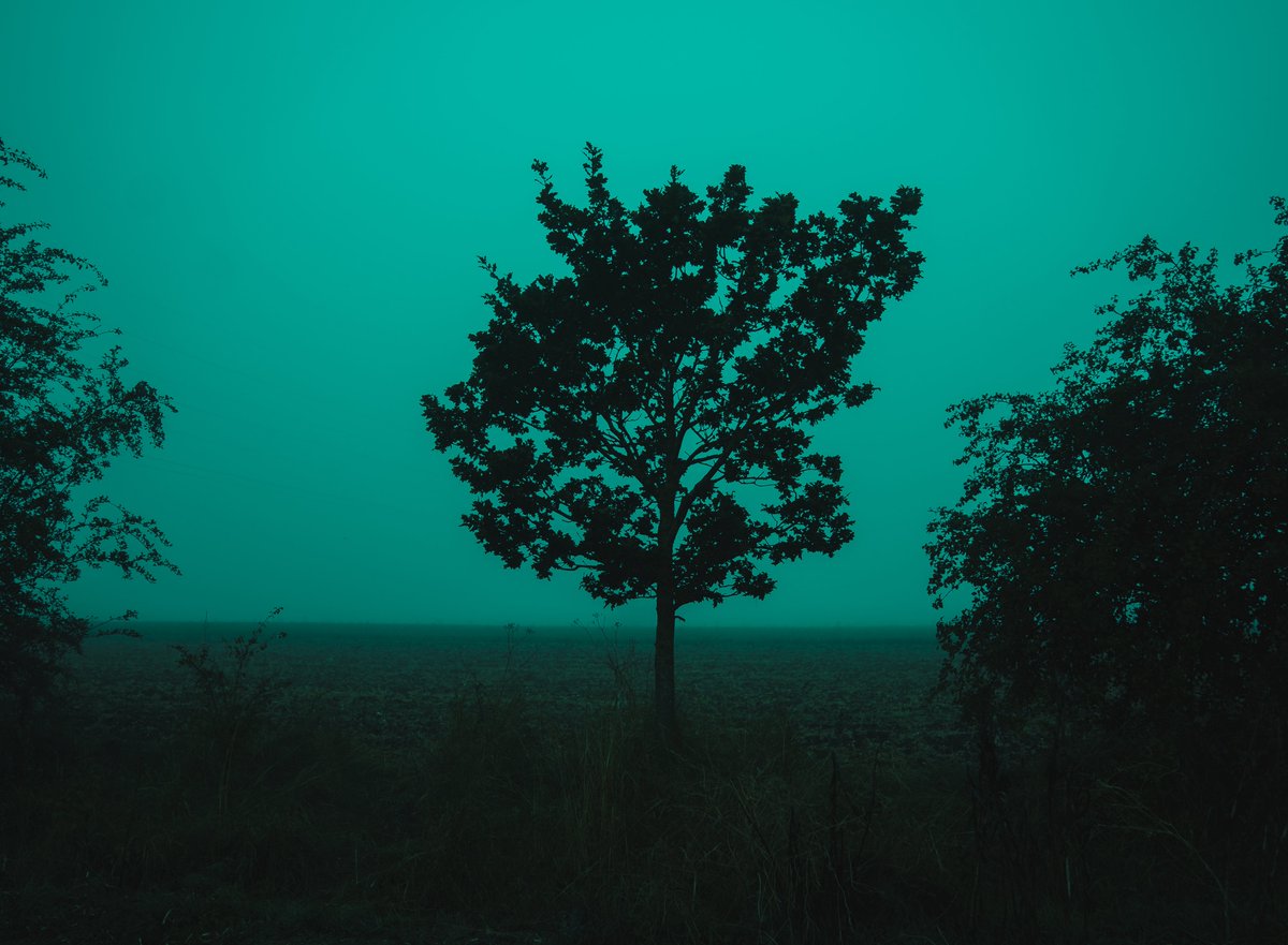 zosphotos's tweet photo. Foggy moments in green https://t.co/OHgYwKF37g