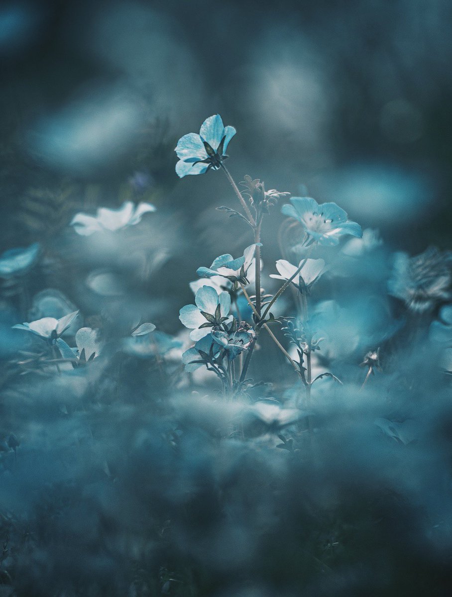noco｜花の写真家 tweet media
