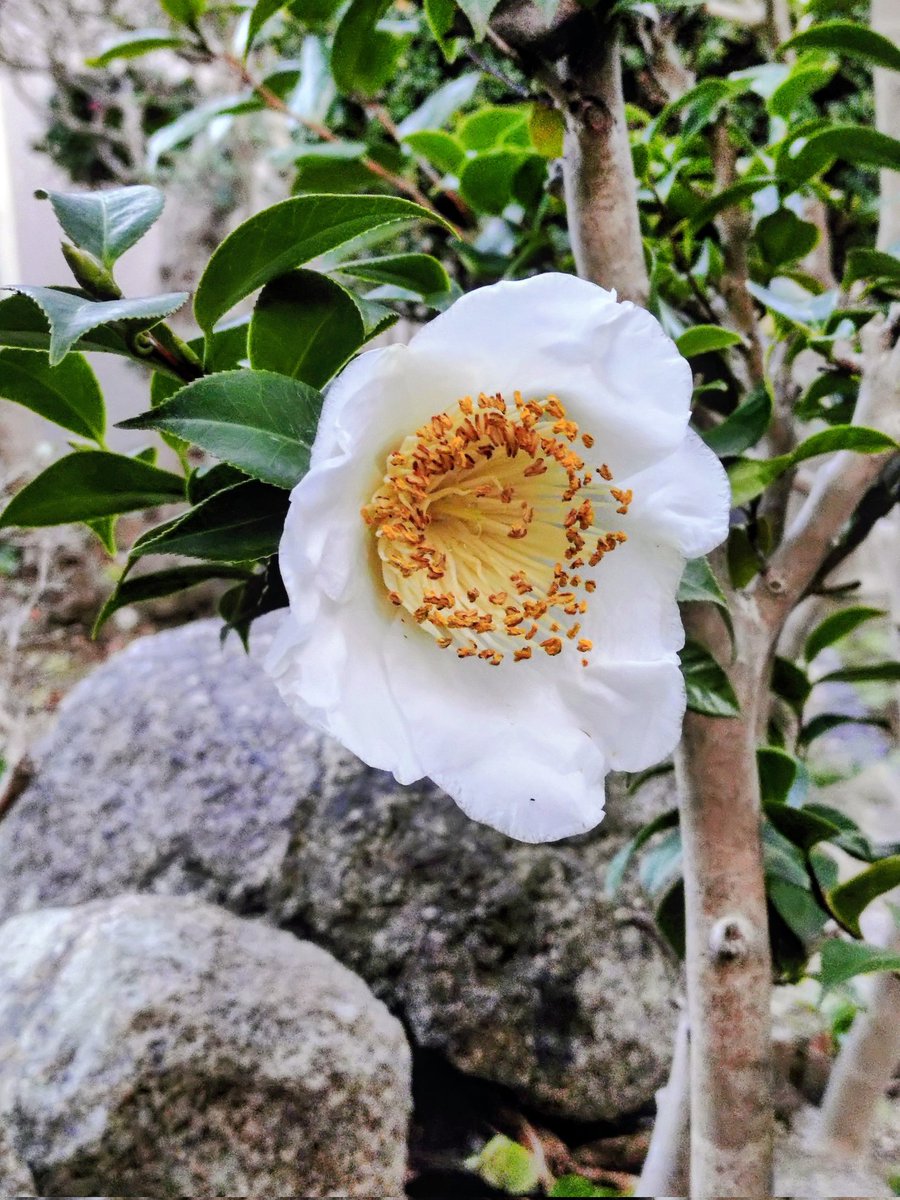 加茂本阿弥』 『多売は不要。希少原毛と高価資材、海外一流ブランドの