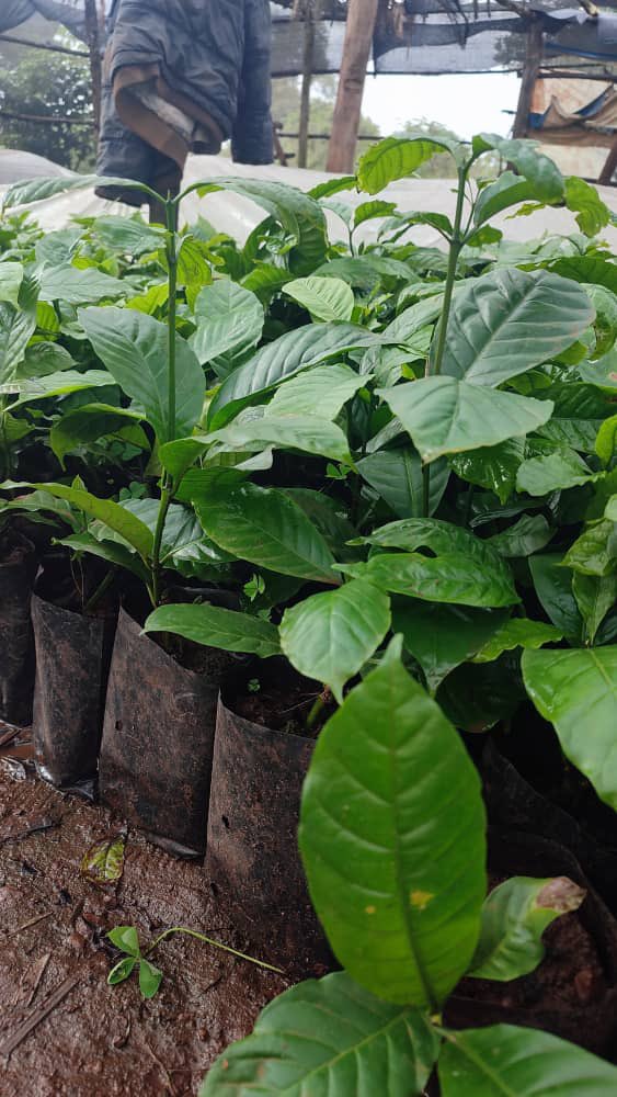 Buganda Cultural & Development Foundation(BUCADEF) tweet media