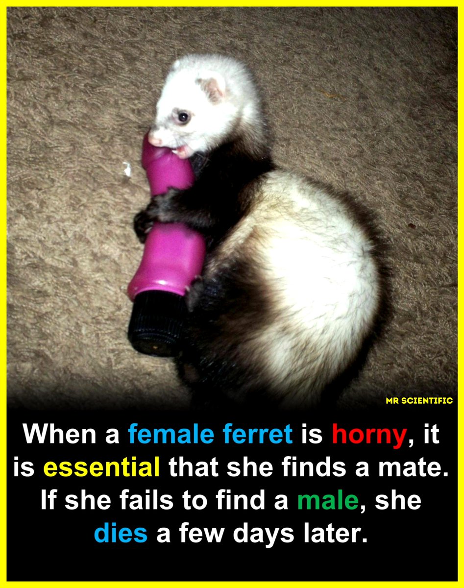ScientificMr's tweet photo. 🦦 Female ferrets actually have a very unusual reproductive system. They are “induced ovulators,” which means they only stop being in heat after mating. If a female ferret stays in heat for too long without mating, her body keeps producing high levels of estrogen.

Over time, that excess estrogen can suppress bone marrow and lead to a dangerous condition called estrogen toxicity (hyperestrogenism). If it isn’t treated, it can become fatal.

That’s why pet ferrets are usually spayed or given hormone treatments, so they don’t stay in heat for long periods without mating.