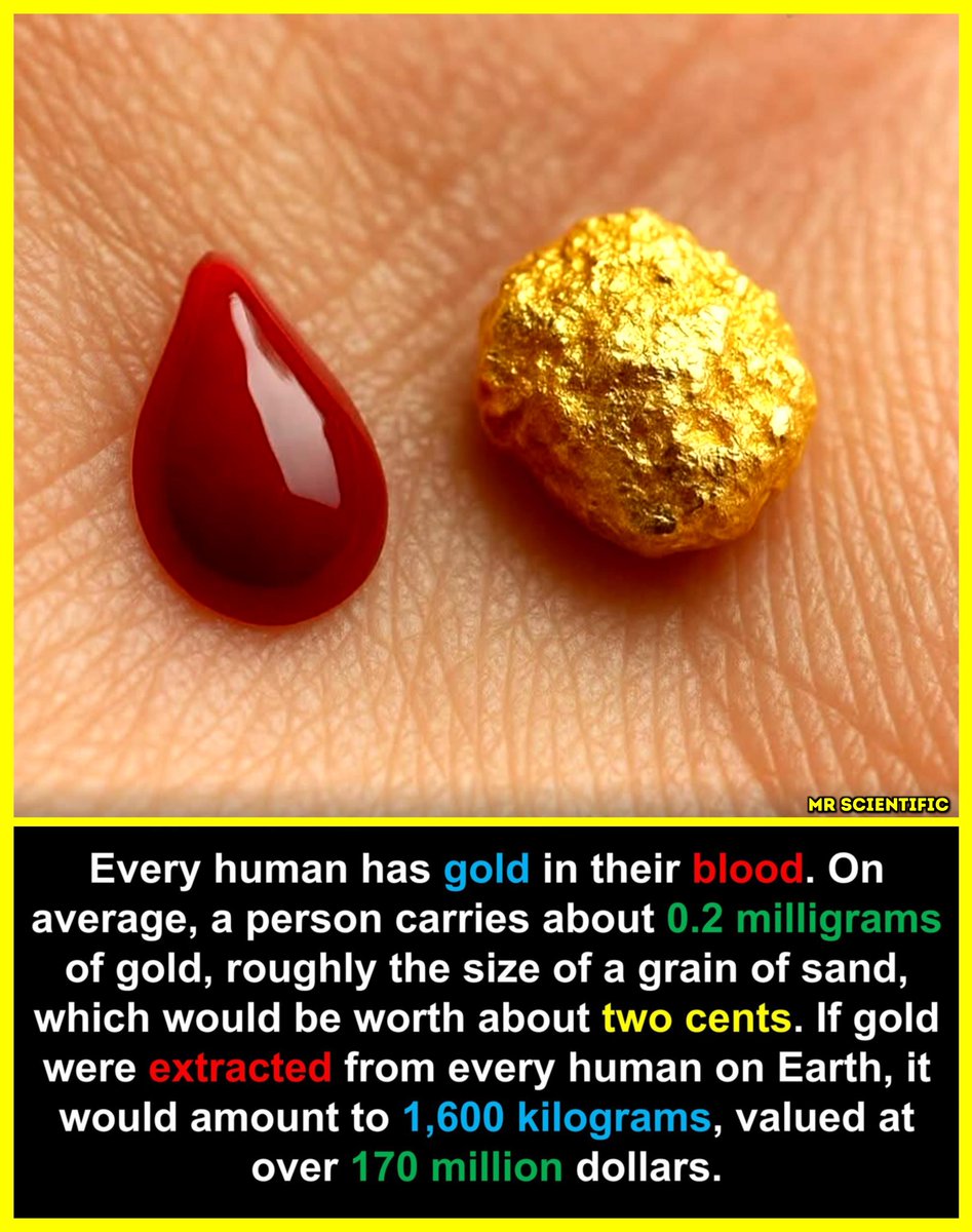 ScientificMr's tweet photo. 🩸 Believe it or not, tiny traces of gold really do exist in the human body, including in the blood. 
But the amount is incredibly small, measured in fractions of a milligram, so small that extracting it wouldn’t be practical at all. 
These trace elements mostly come from the food and water we consume, and the body simply carries them along with many other microscopic minerals.

So technically there’s gold in you, just nowhere near enough to make anyone rich.