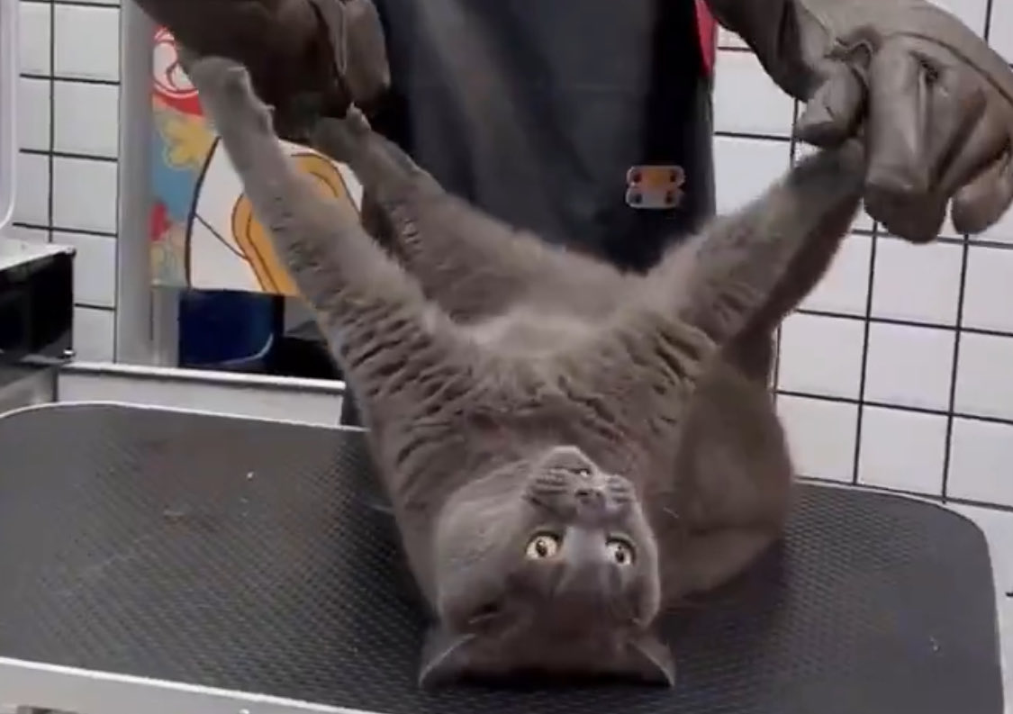 Wastadada tweet media