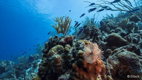 MSCジャパン tweet media