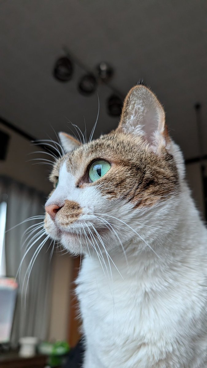 kirenukko's tweet photo. 消防車のサイレンにハッとする小町さん

#猫 #ねこ #ぬこ #cat
#猫好き #猫写真 #猫部 
#猫のいる生活 #猫のいる暮らし 
#猫のいる風景 #猫のいる幸せ
#にゃんだふるらいふ
#猫好きさんと繋がりたい https://t.co/sbyz0FnlL4