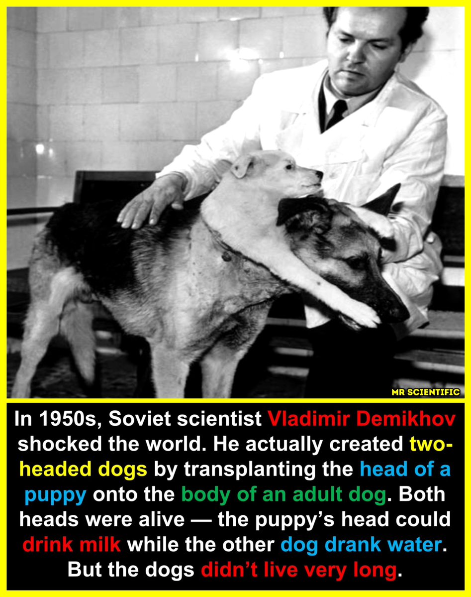 ScientificMr's tweet photo. 🐕 In the 1950s, surgeon Vladimir Demikhov carried out some of the earliest organ-transplant experiments in the Soviet Union. One of his most shocking demonstrations involved grafting the head and front legs of a puppy onto a larger dog’s body. The extra head could move, see, and even lap milk for a short time because it was connected to the host dog’s blood supply.

The experiments were controversial and the animals survived only a few days at most, but Demikhov’s work still influenced later research on heart and lung transplants that eventually helped modern transplant surgery develop.