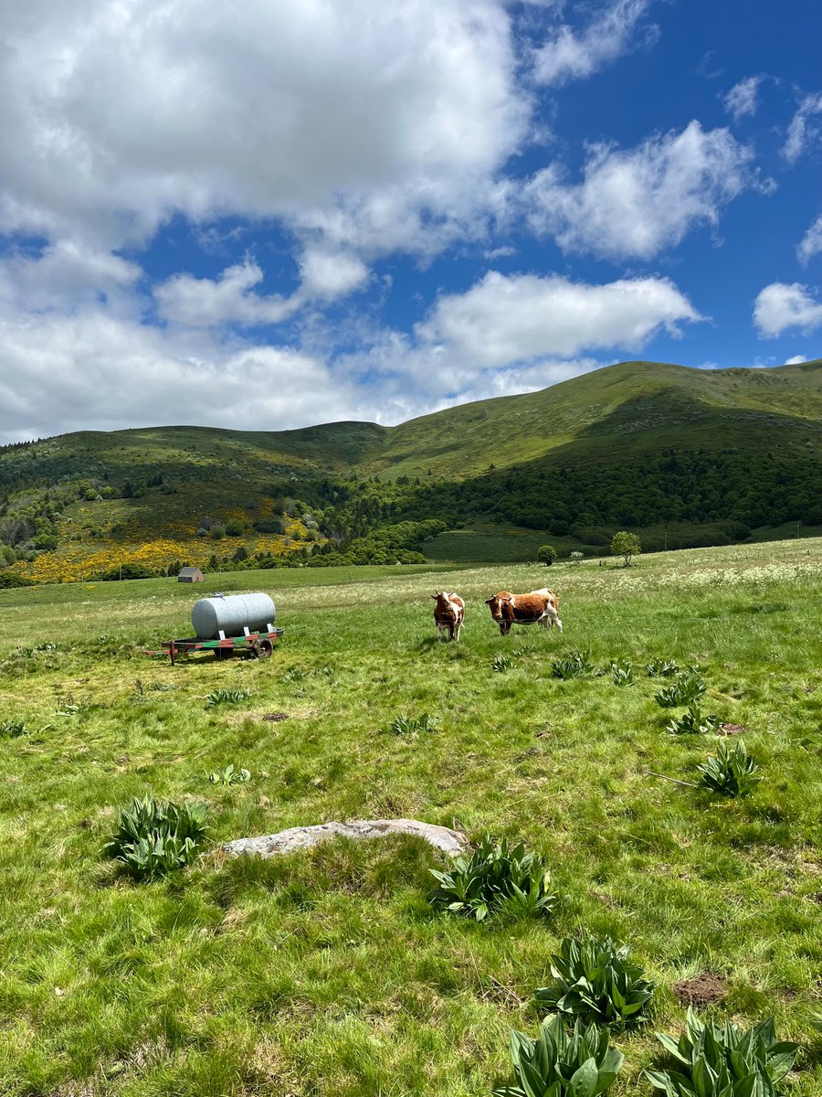 Massif du Sancy tweet media