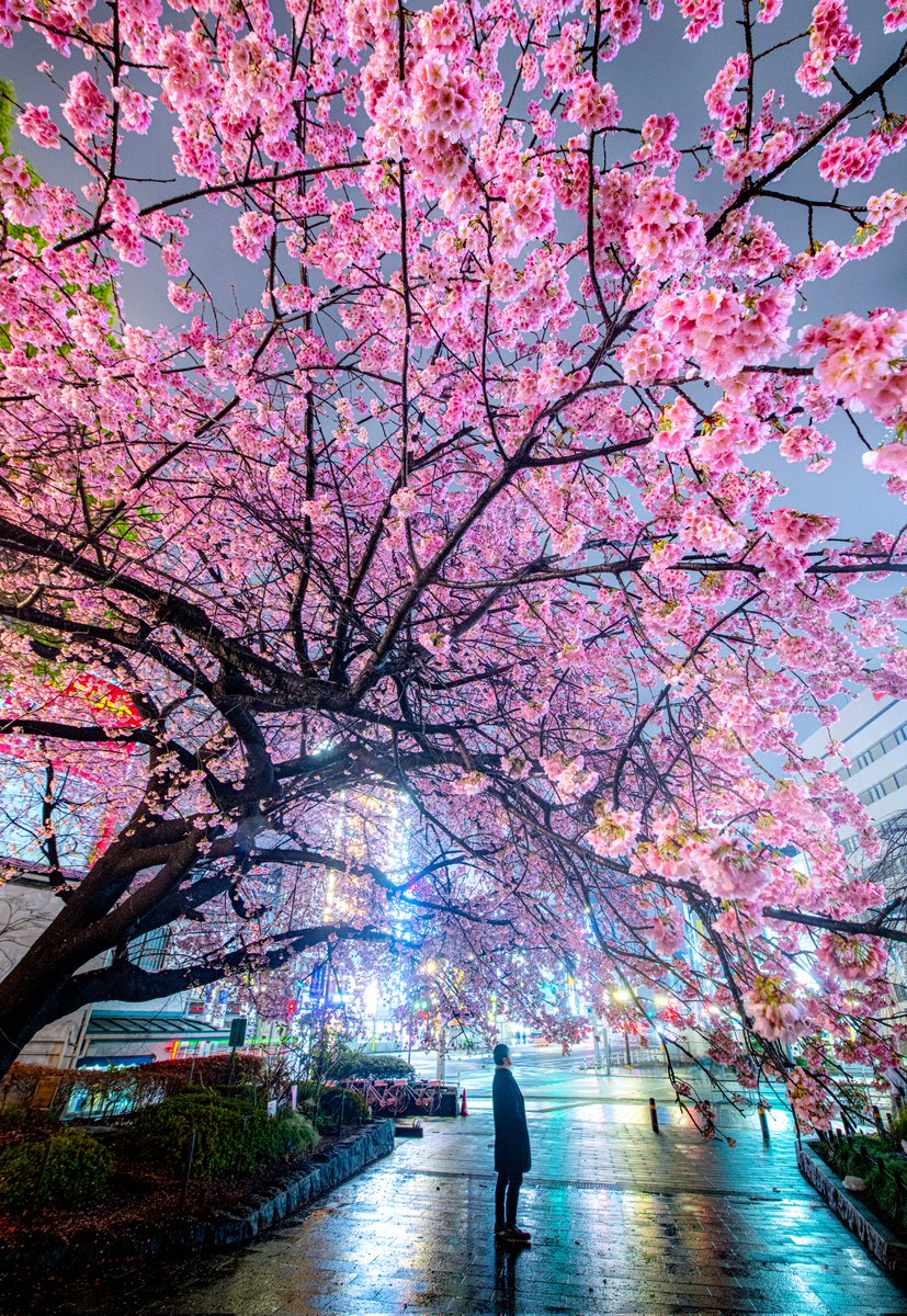 haskap1017's tweet photo. 雨上がりの上野公園の大寒桜が綺麗でした https://t.co/K82hA8uMRa