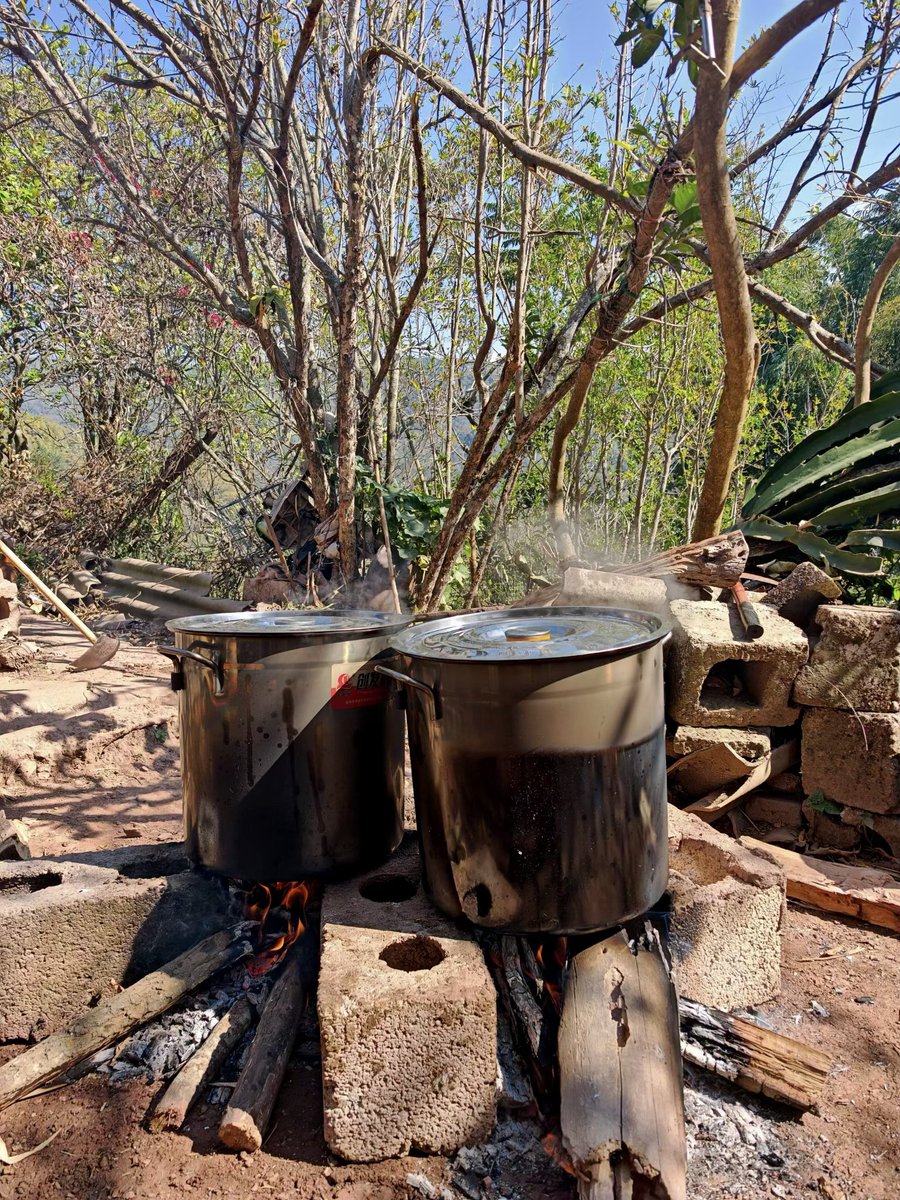 gowiden's tweet photo. Awakening of Insects: The First Breath of Spring 🌱 茶谚：“惊蛰过，茶脱壳。” After Jingzhe, the tea sheds its shell. 
ProteanOrigin™ Advance Production Team has officially arrived in #铜箐河 Tongqinghe, #易武 Yiwu.

#FirstFlush #Tea https://t.co/UcoHUdklyb