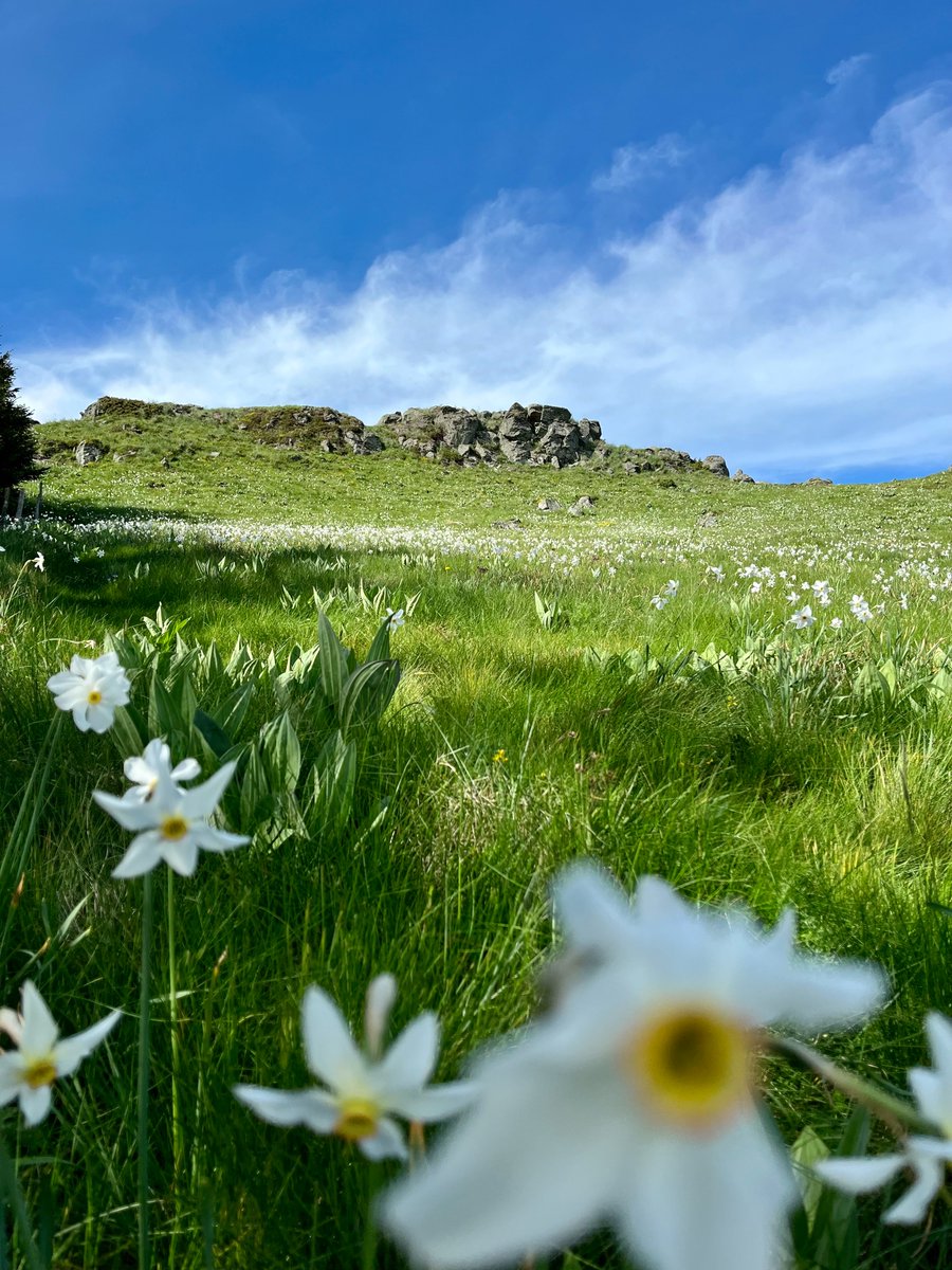 Massif du Sancy tweet media