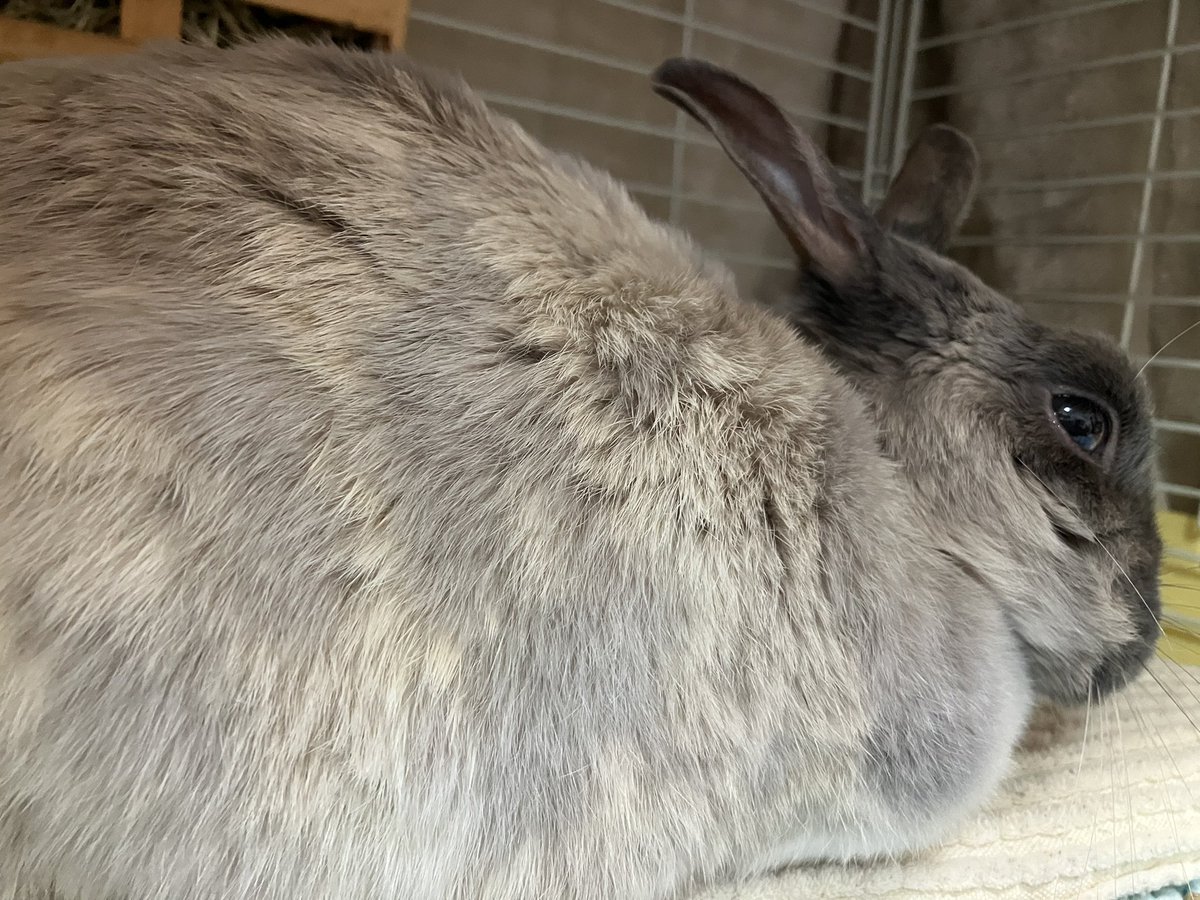 ウサギの部屋 tweet media