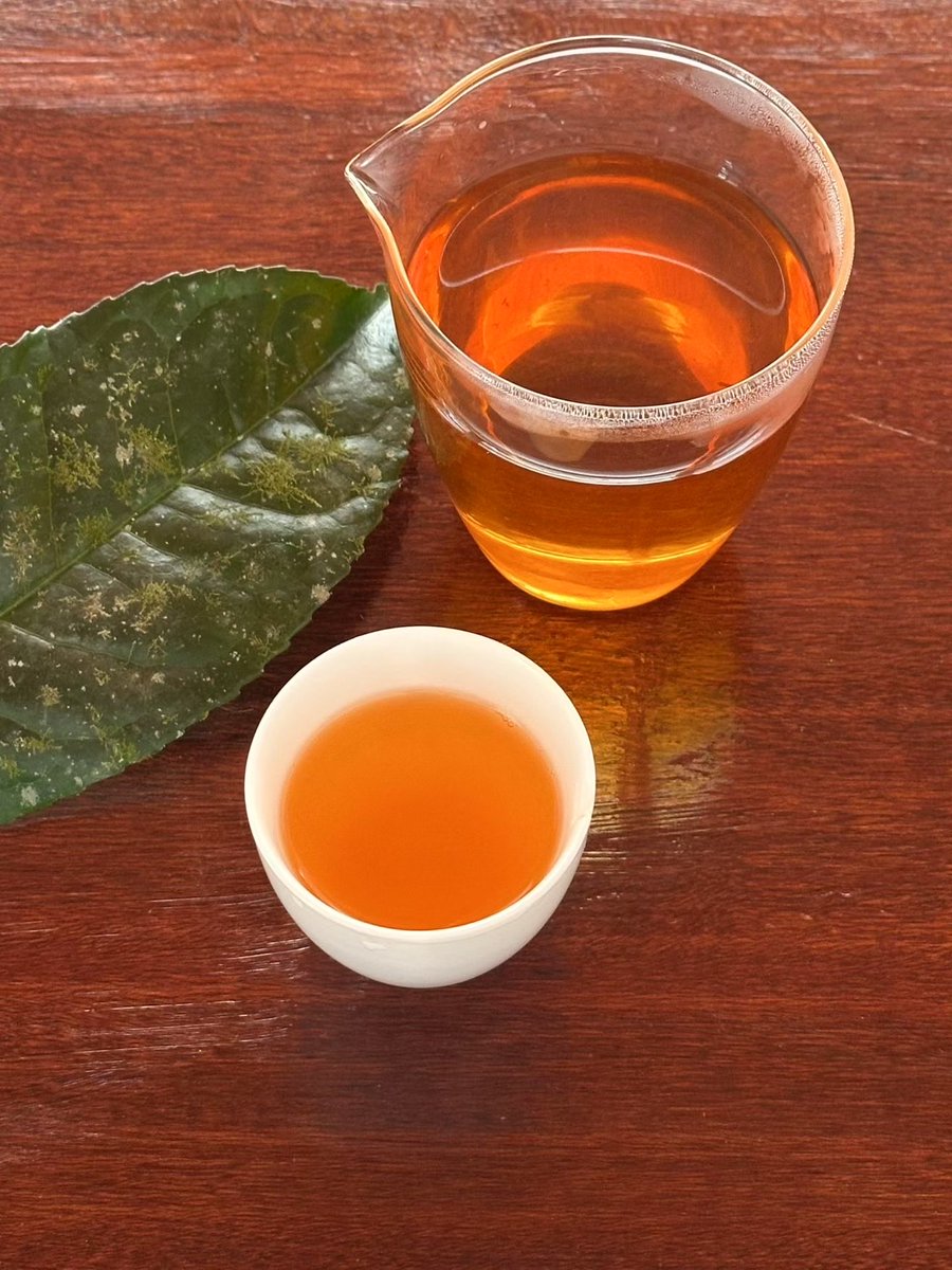 gowiden's tweet photo. Hand-harvesting precious overwintered buds to craft the season's very first batch of ancient-tree tea. Renowned for its deep, untamed power, Tongqinghe remains the "wild gem" of early spring.

#FirstFlush #Tea https://t.co/vBsdfnJwj6