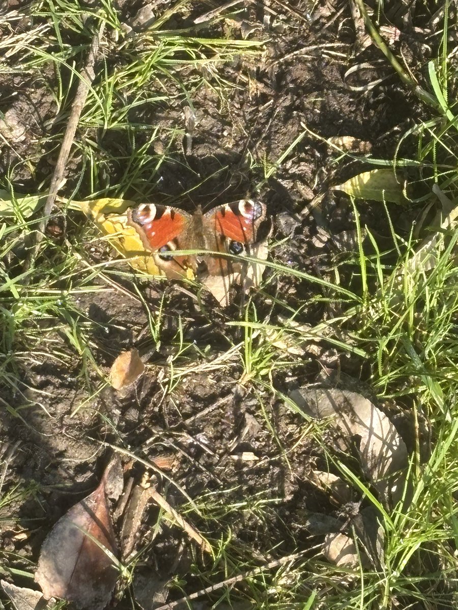 Ian Marshall tweet media