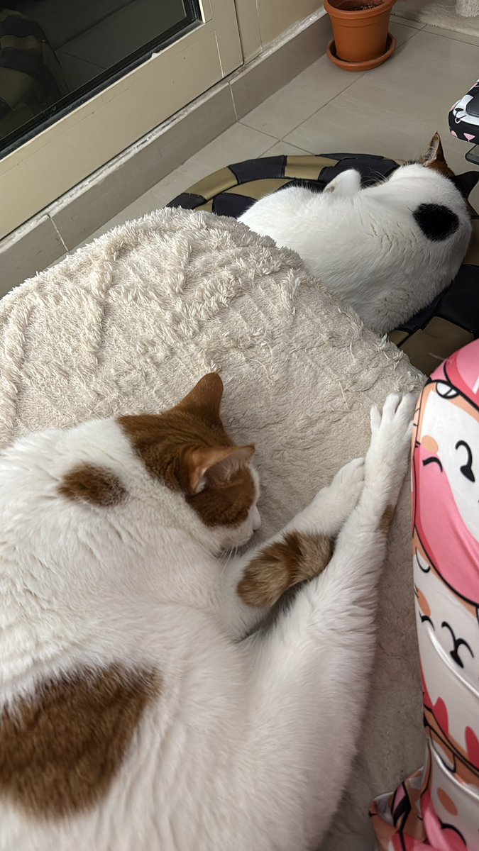 bby1981's tweet photo. @ManuSaenzVolvio En la defensa de mis bebés yo también estoy de pijama y flojeando con ellos 😂 https://t.co/wG9ywy9Cxu
