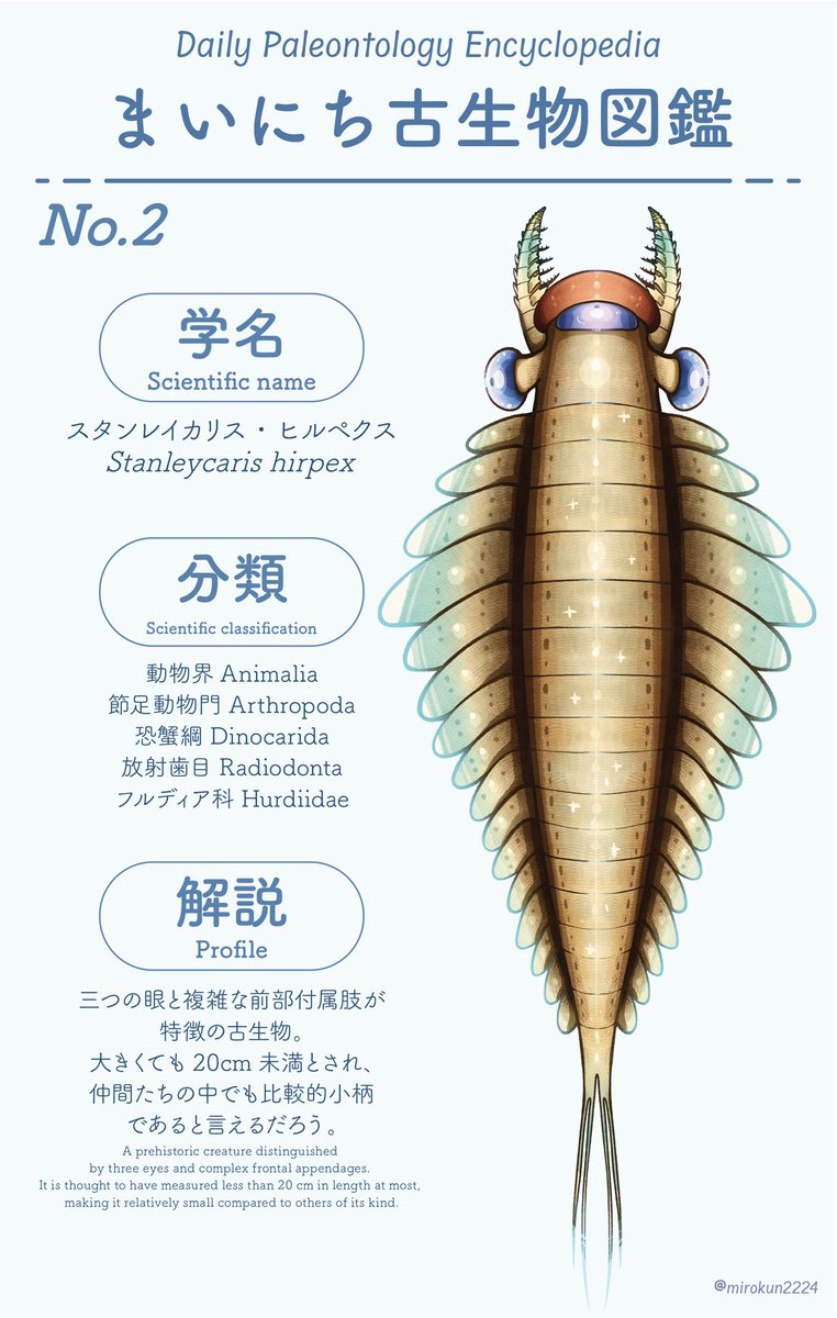 mirokunn2224's tweet image. #Cambrian #illustrations #古生物 #イラスト
#まいにち古生物図鑑
三つの眼玉と付属肢の形状が特異なラディオドンタだ！
話題性でモスラに置いてかれがちだけど、最初に見つかった三つ目のモンスターでもあるぞ！