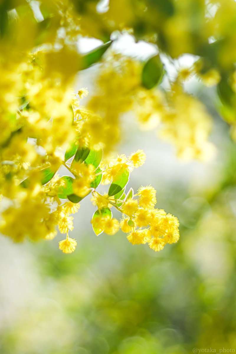 よたか tweet media