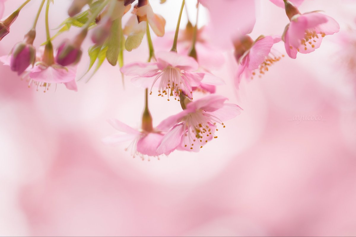 ✽ m i y u a ✽ ｲﾂﾓ ｱﾘｶﾞﾄｳ 𓂃 𓈒𓏸𑁍 tweet media