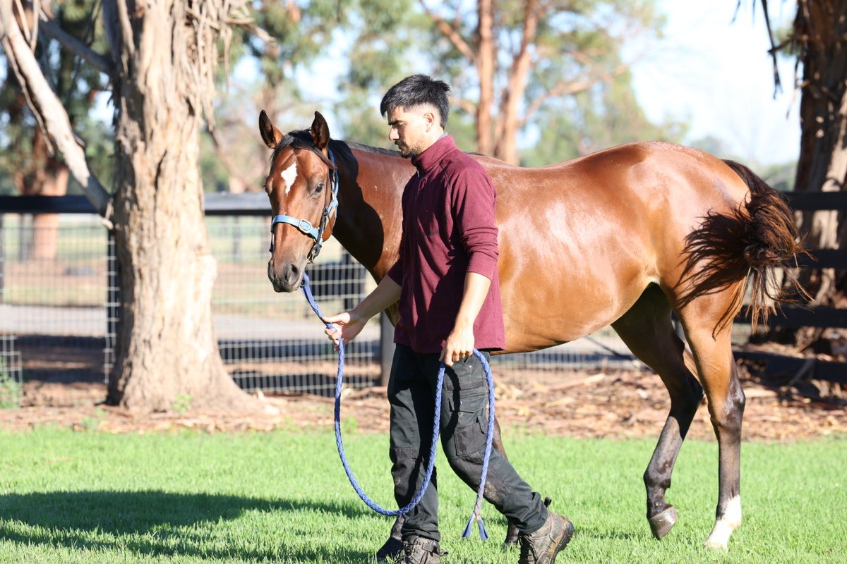 Sullivan Bloodstock tweet media