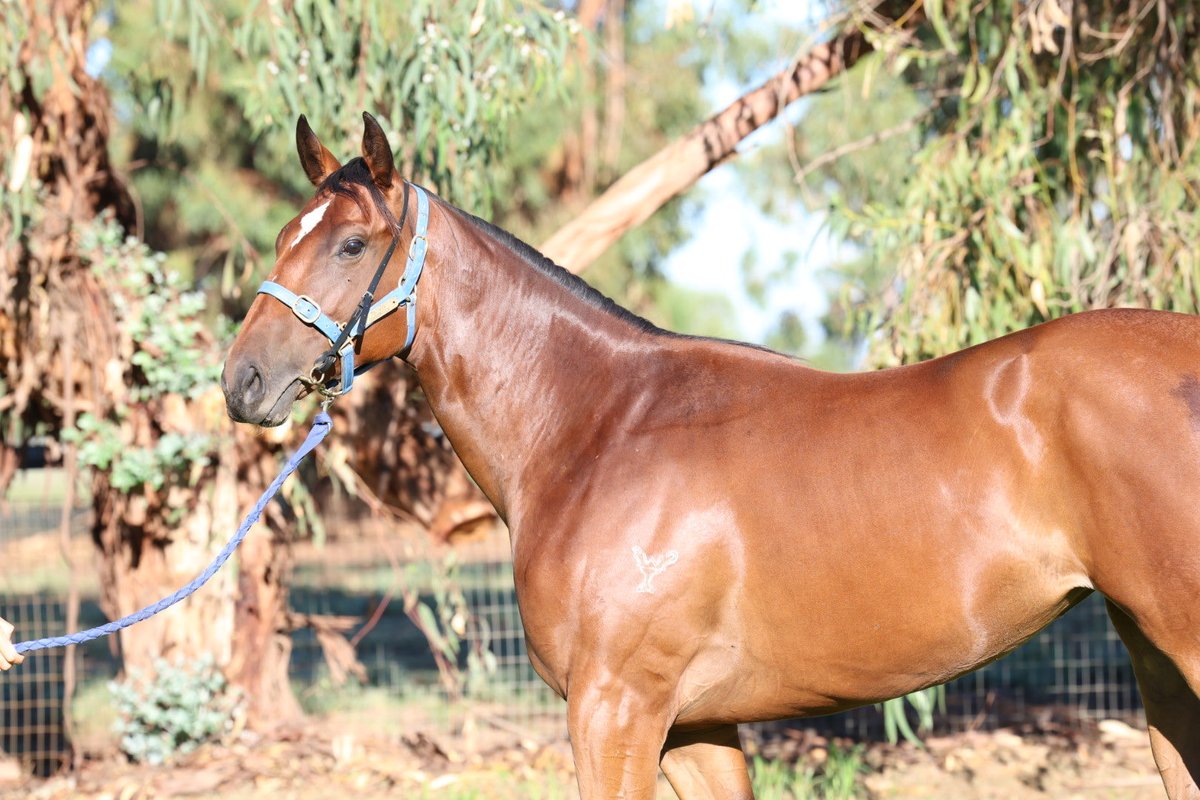 Sullivan Bloodstock tweet media