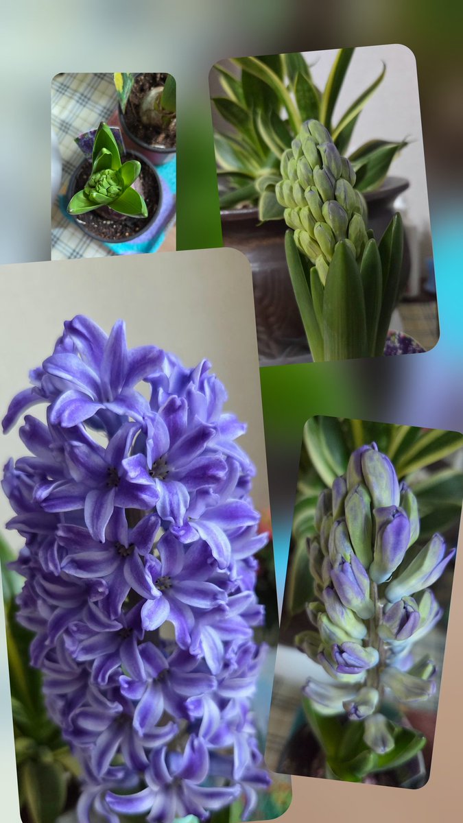 요즘
하루가 다르게 변하는 먹거리
아이디어 좋고
다양하고
작품들?도 입맛 나고
한 컷 남기려니
갑자기 든 생각
핫도그...
유행하려나 😀
향기 꽃 오래갔으면 좋겠다

#봄 #향기 #꽃 #여행