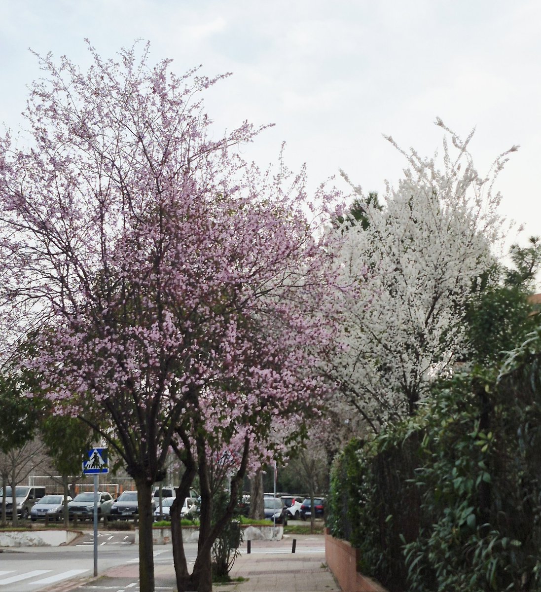 Nacho Franch tweet media