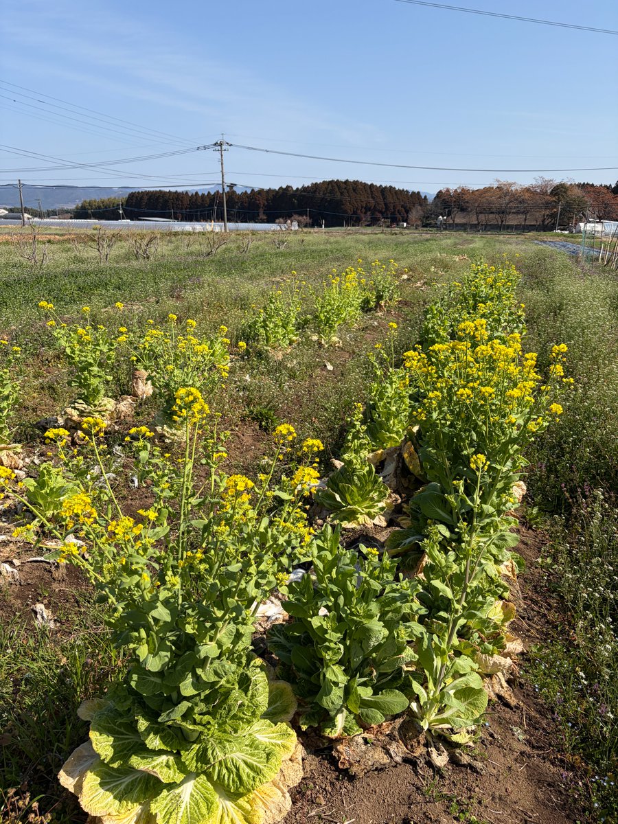 氣付きのカケラ tweet media