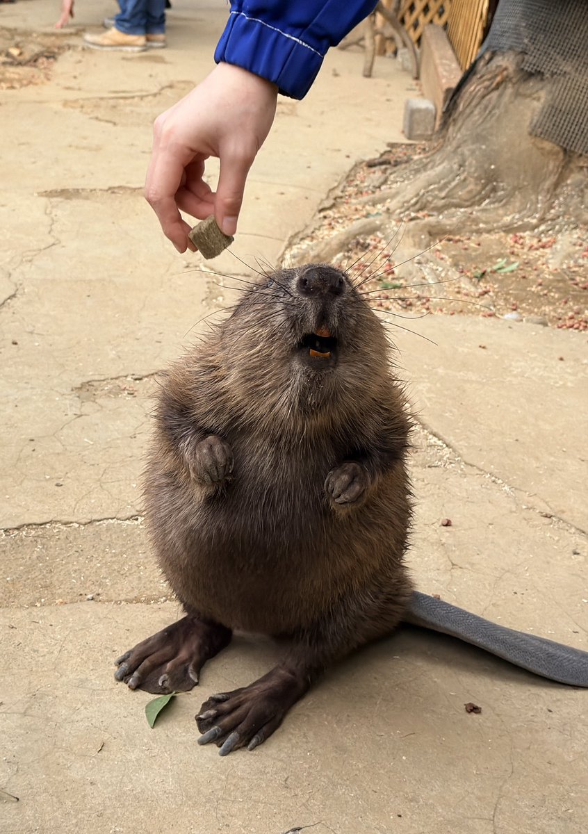 もっと下の方にお願いします #アメリカビーバー #八景島シーパラダイス