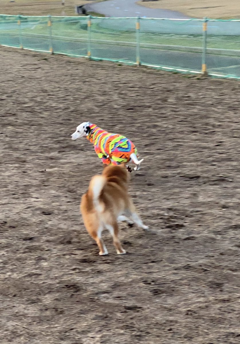 🐮ヒポポタスごりたま🐮 tweet media