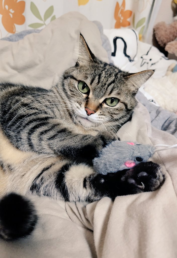 こちら、おねずのじゃらしでございます