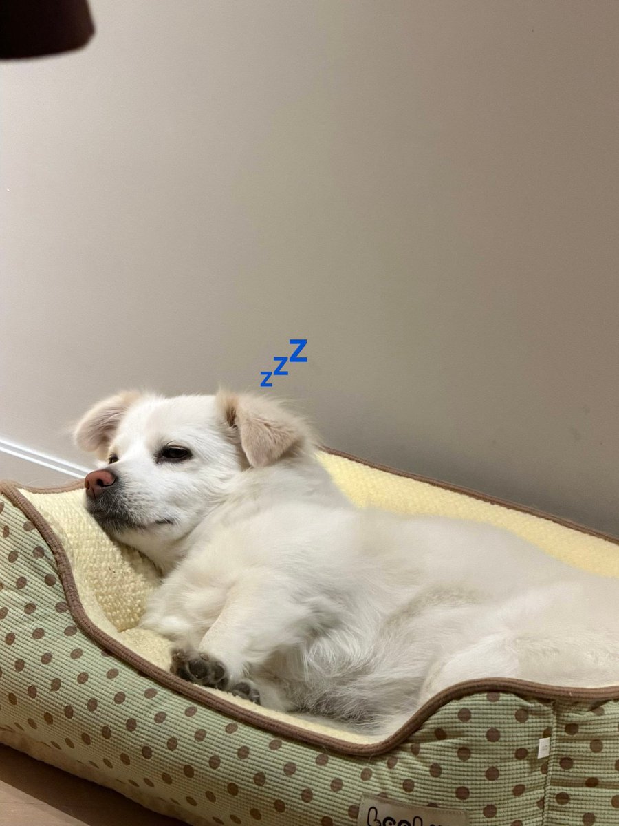 빵저이 tweet media