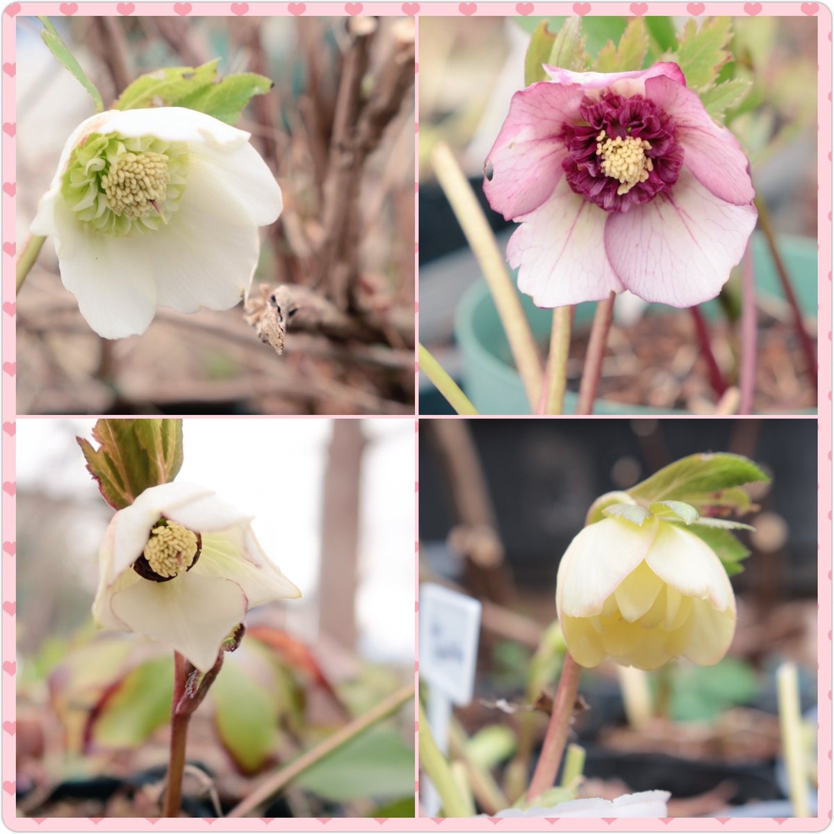 そして…クリスマスローズちゃん達も咲き始めたんだけど… 数年前に