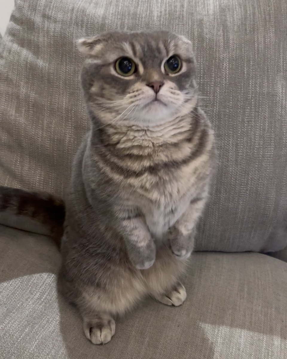 Post by ［はむさんどろす。］ on X: むんっ🐱