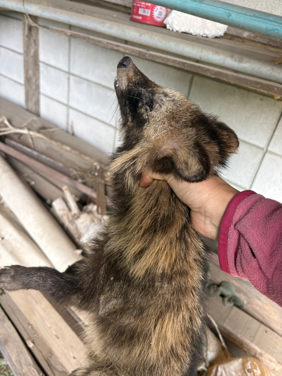 KIKI「けいこ農園」 tweet media