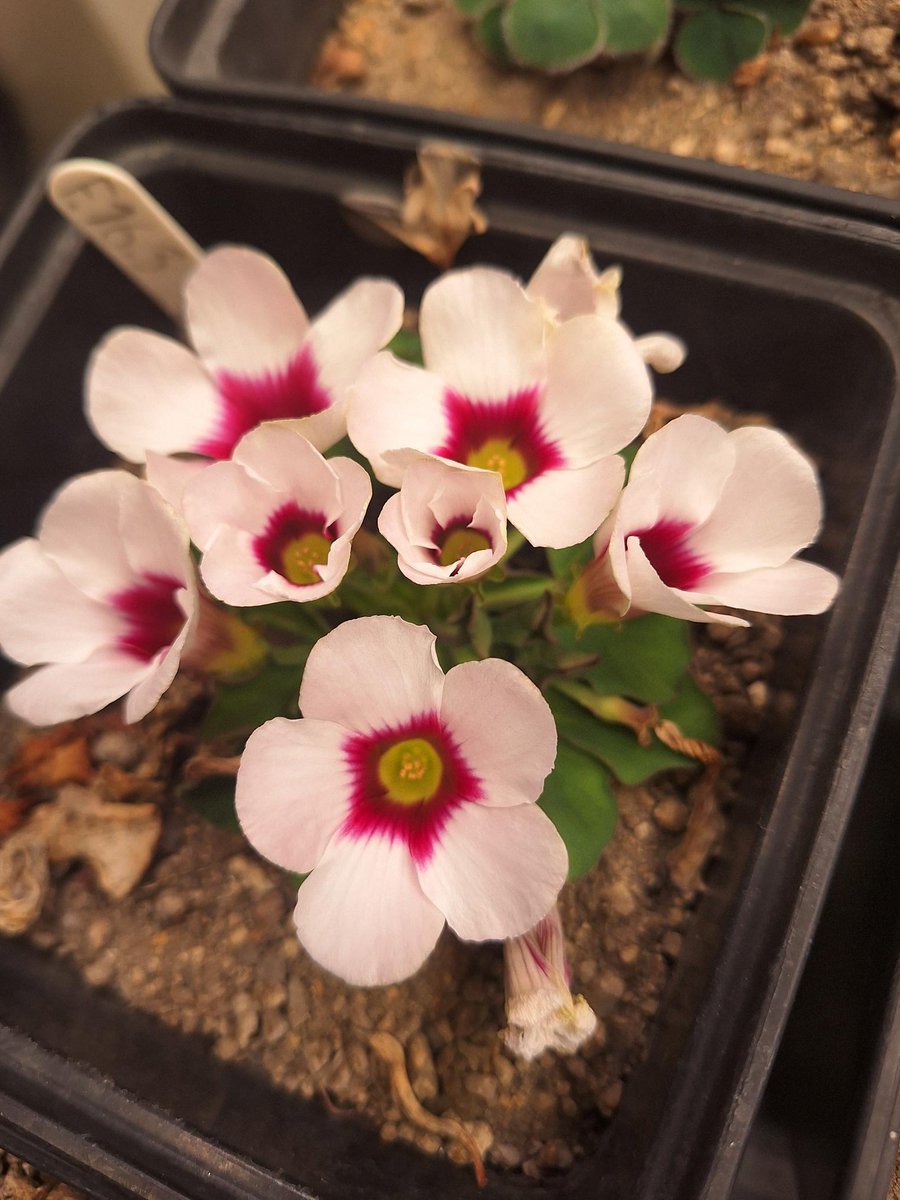 Go Belowground! tweet media