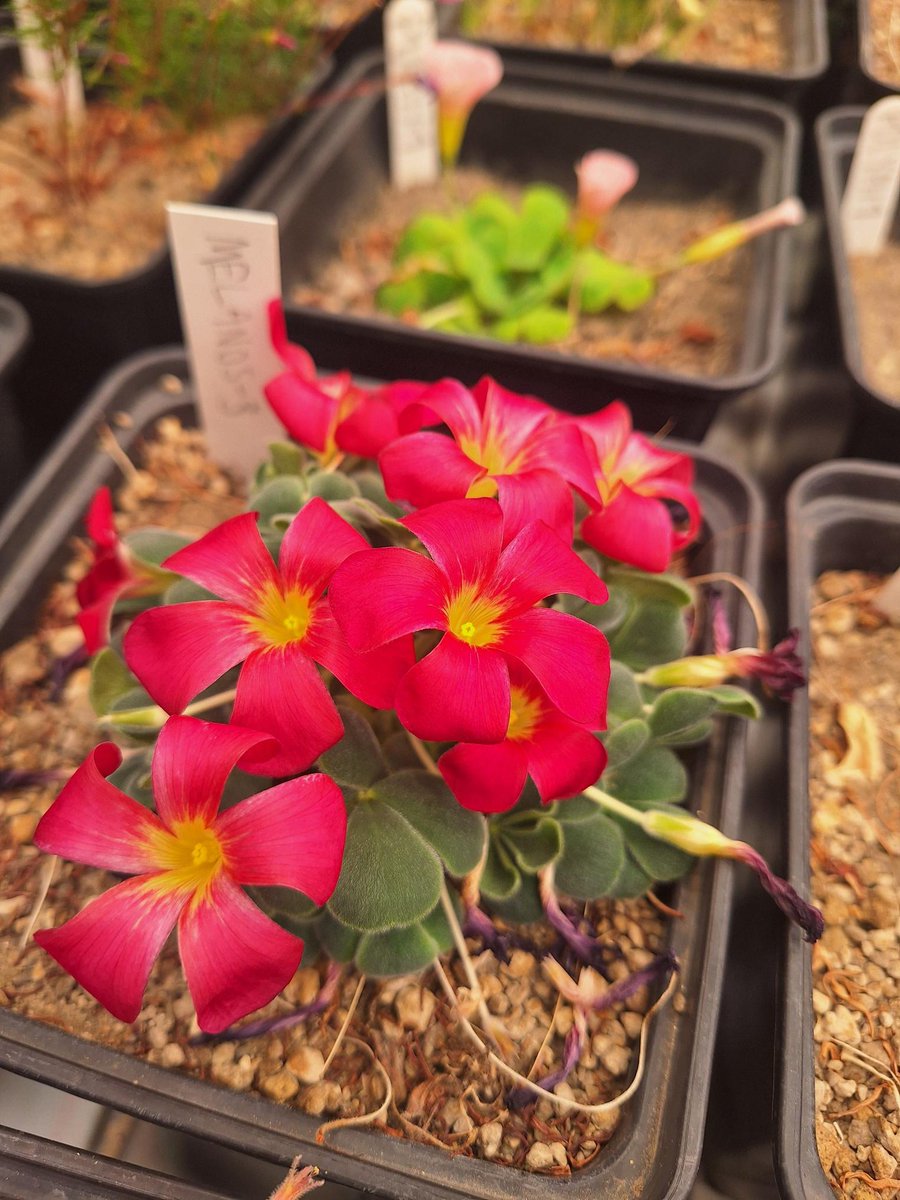 Go Belowground! tweet media