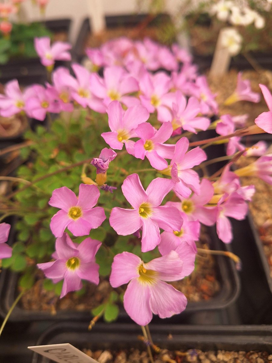 Go Belowground! tweet media