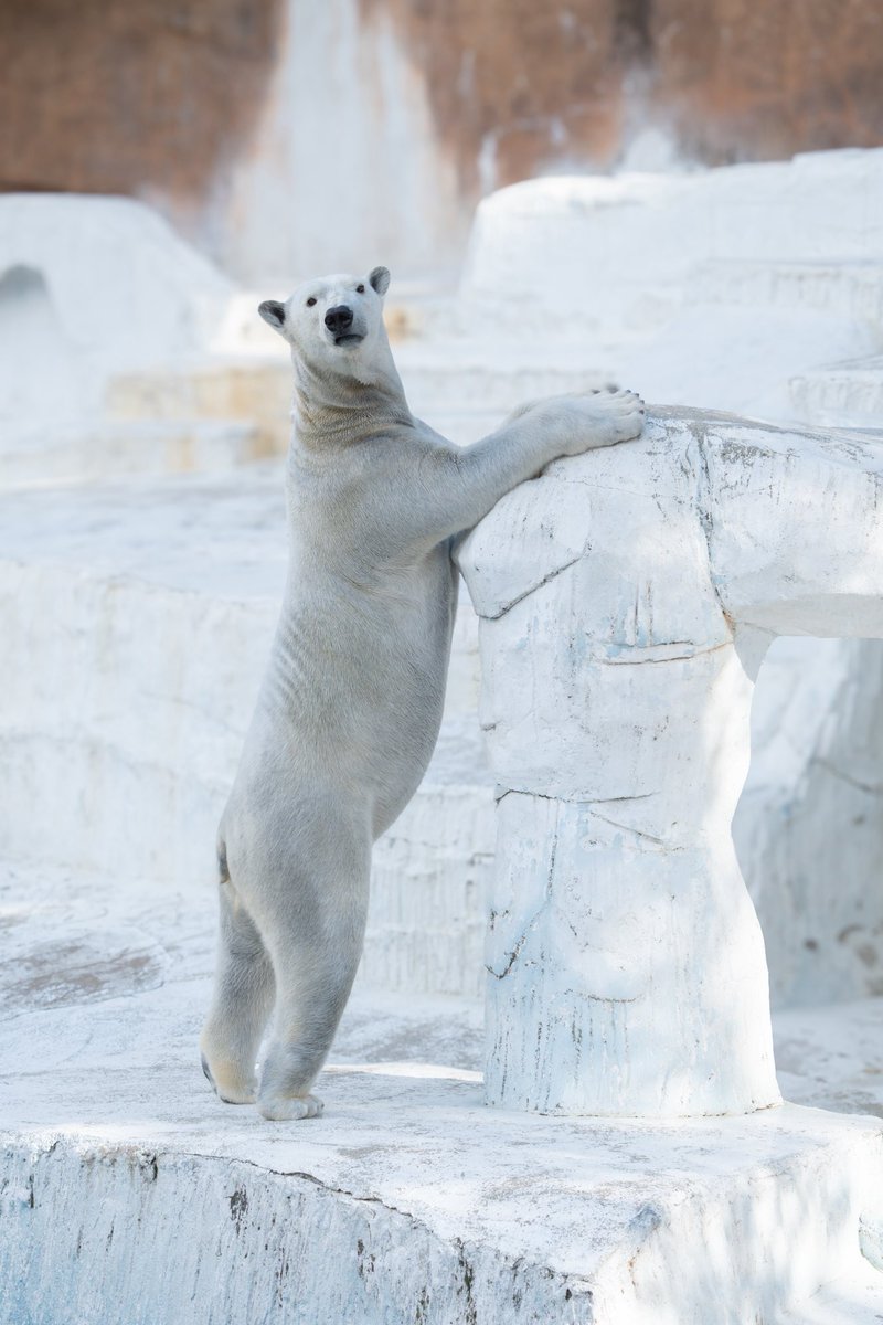 このつま先はどうでしょう？
少しあまいかな…😅

昨日はメチャクチャ寒かった🥶

#ホウちゃん 
#ホッキョクグマ 
#しろくま 
#polarbear 
#天王寺動物園