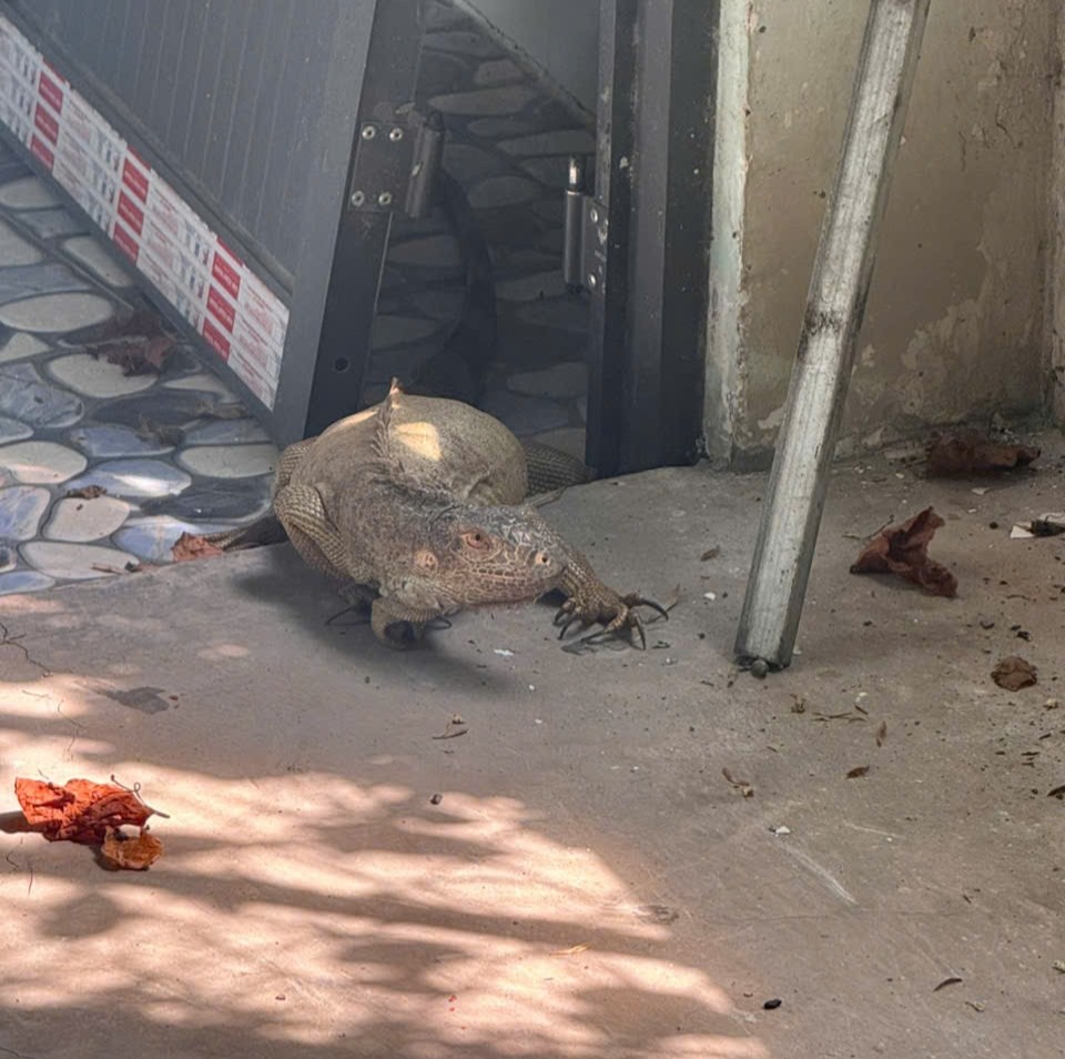 🦎February 25, 2026 | with ENV’s support, a People’s Committee in Ho Chi Minh City received two green iguanas, that were reportedly crawling into a resident's workplace.
In Vietnam, keeping this species is illegal without proper documentation proving its legal origin.