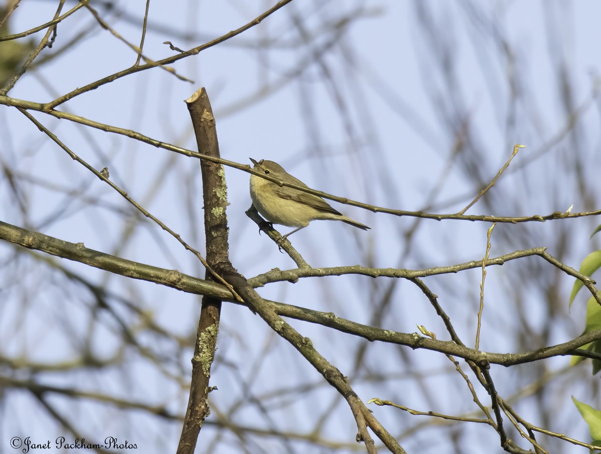JanetPackham's tweet photo. A couple of Chiffchaff in Heysham this morning. @Lancswildlife https://t.co/TUr2qUqbys