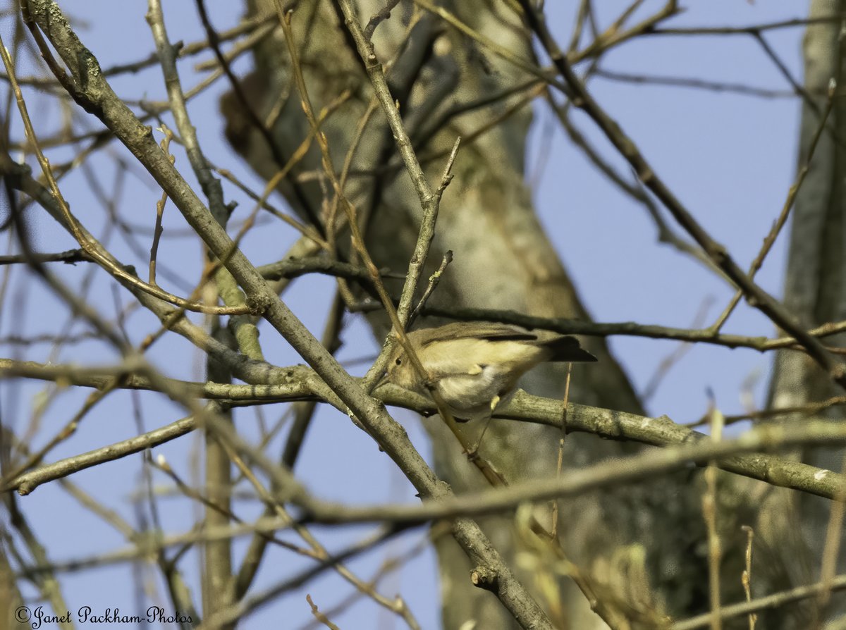JanetPackham's tweet photo. A couple of Chiffchaff in Heysham this morning. @Lancswildlife https://t.co/TUr2qUqbys